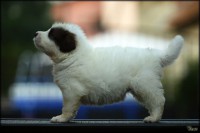 /album/fotogalerie-electra-boss-tor/electra-3-5-tydnu-postoj-jpg/